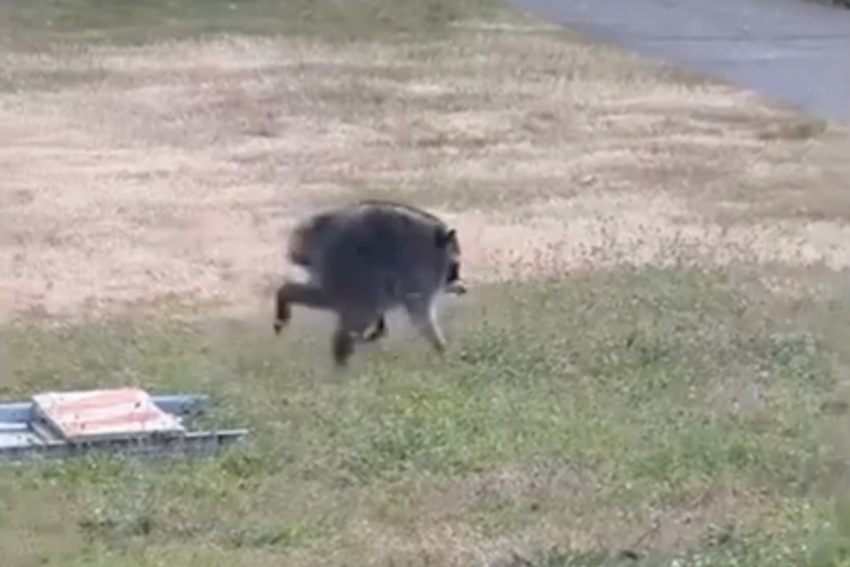 How Jimothy the raccoon defied the odds to survive in the wild with a disability