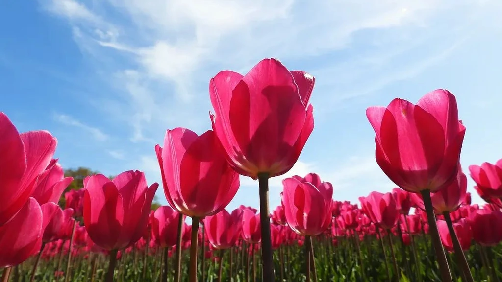 Komende dagen is het volop lente, maar wel met veel wind