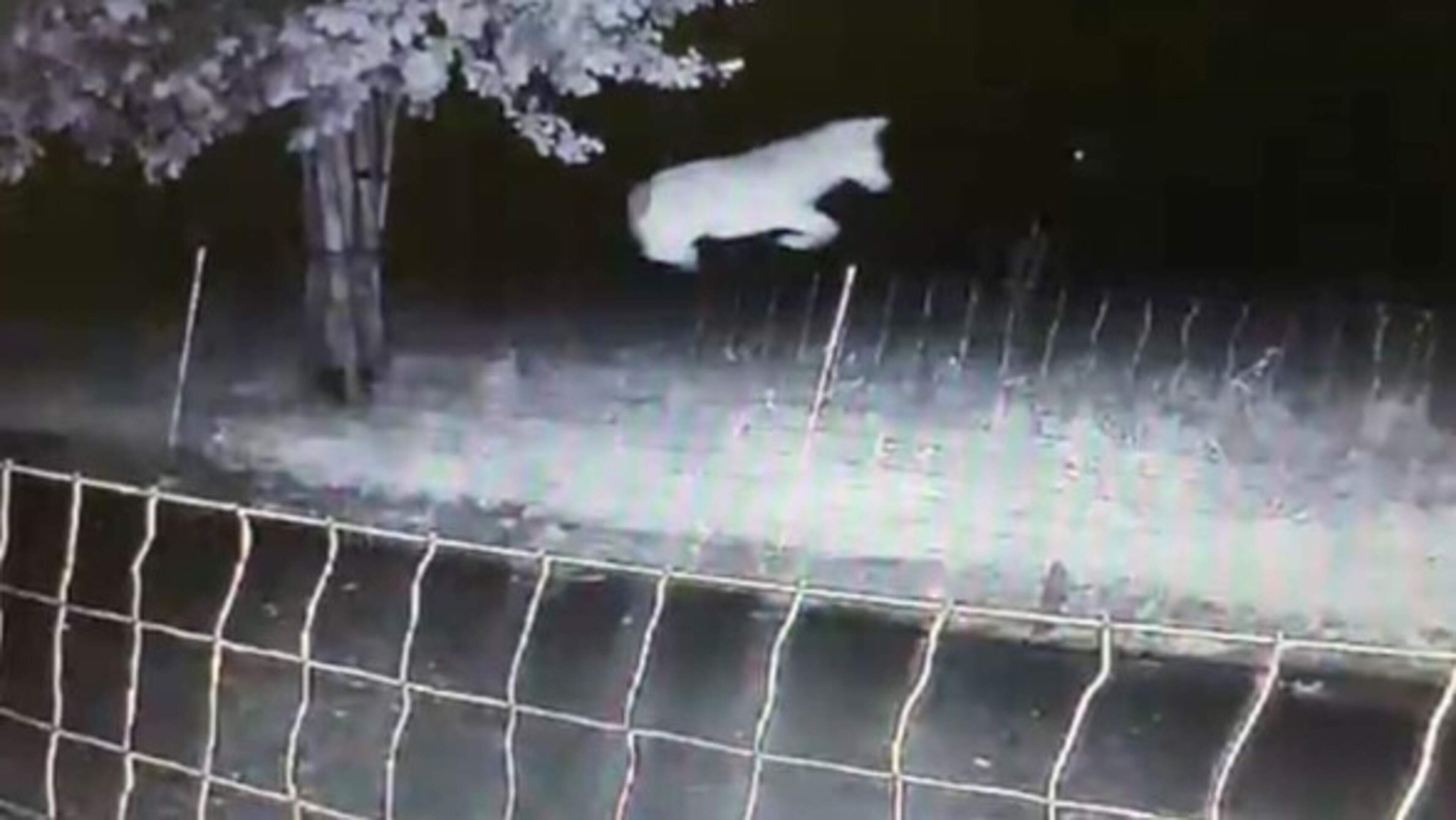 Rechter verbiedt afschieten Gelderse wolf die schapen doodbeet