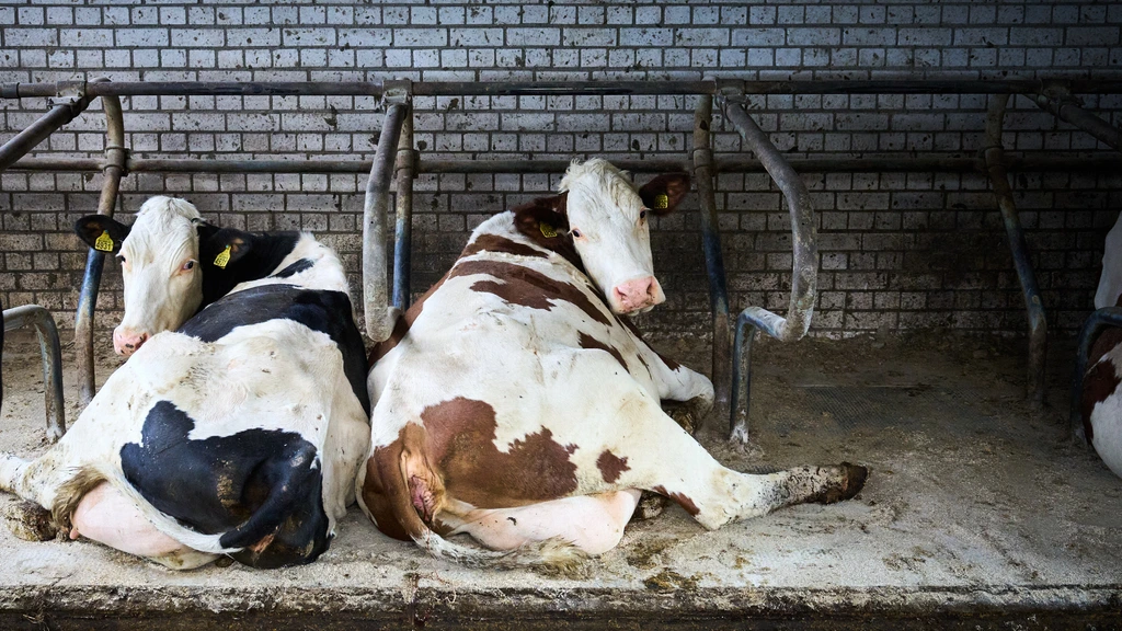 Koeien, varkens en kippen scheiden minder stikstof uit, net onder plafond