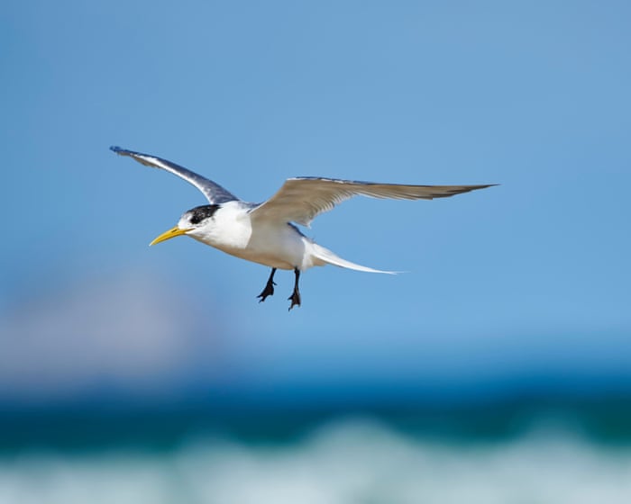 Deadly H5 bird flu found in local Australian seabird for first time