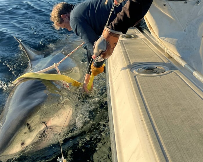 Huge great white spotted traveling up US and Canada as shark sightings surge