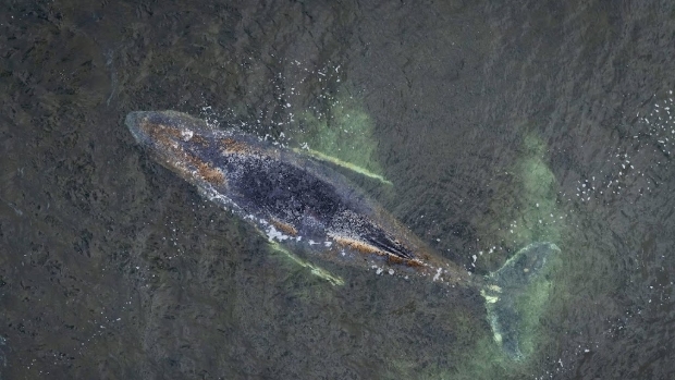 Gestrande walvis voor Duitse kust opgegeven