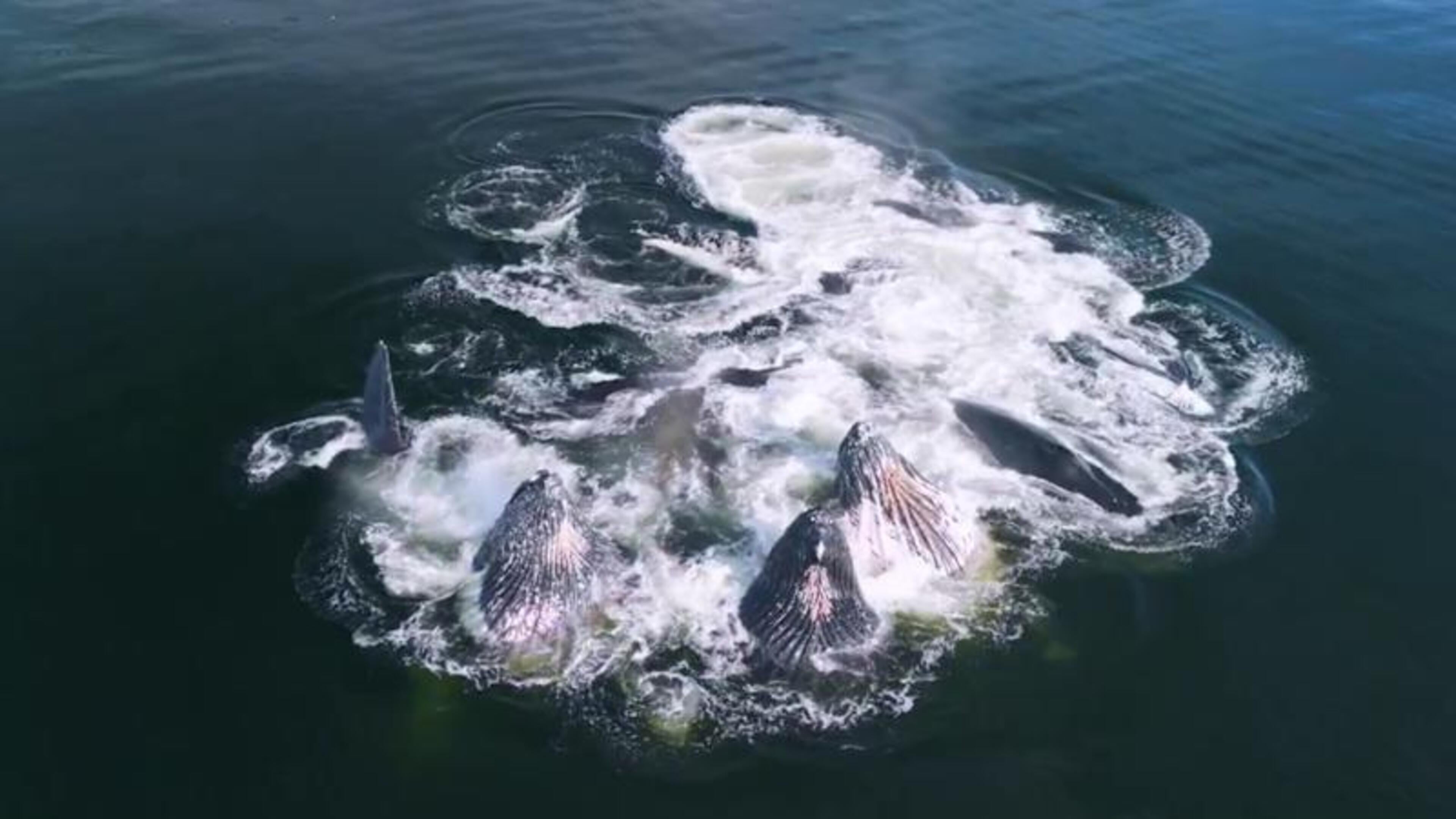 Unieke beelden: groep bultruggen jaagt samen in de oceaan