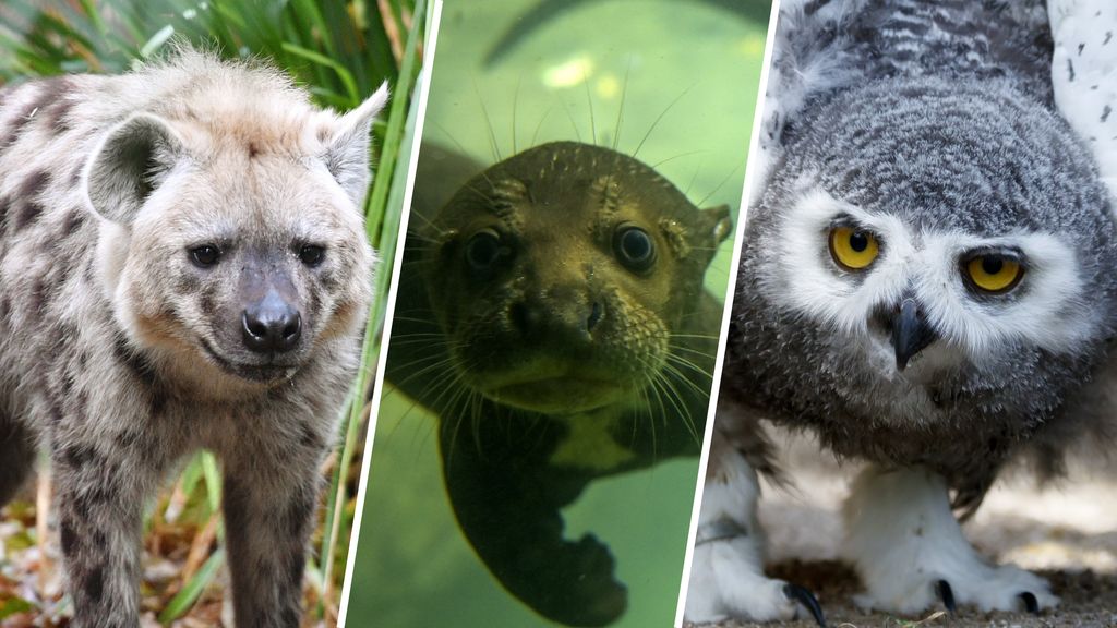 Reuzenotter, hyena, sneeuwuil en 37 andere dieren krijgen meer bescherming