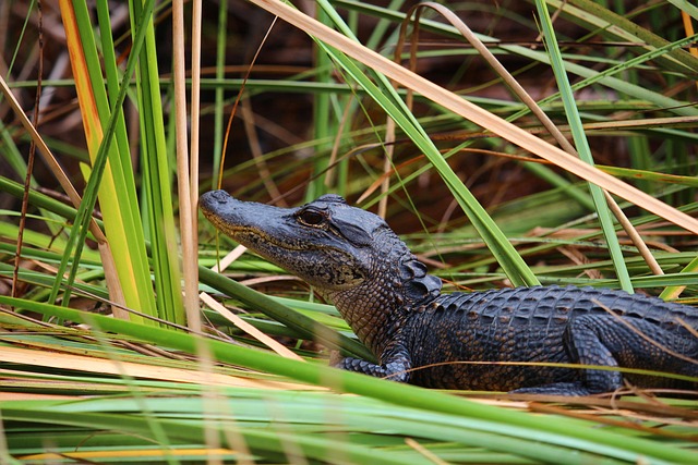 Trump's 'Alligator Alcatraz' immigration detention centre closes after less than a year
