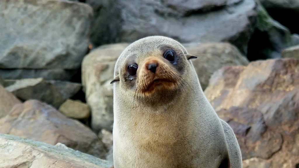 Australische zeebeer is eerste dode zoogdier in Australië door vogelgriep
