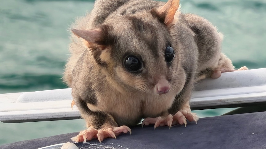 Boaties find themselves in stand-off with stowaway sugar glider