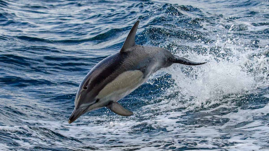 First H5N1 bird flu detection confirmed in Australian dolphin
