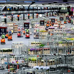 Meer Nederlandse bloemen en planten geëxporteerd: 'Sector toont veerkracht'