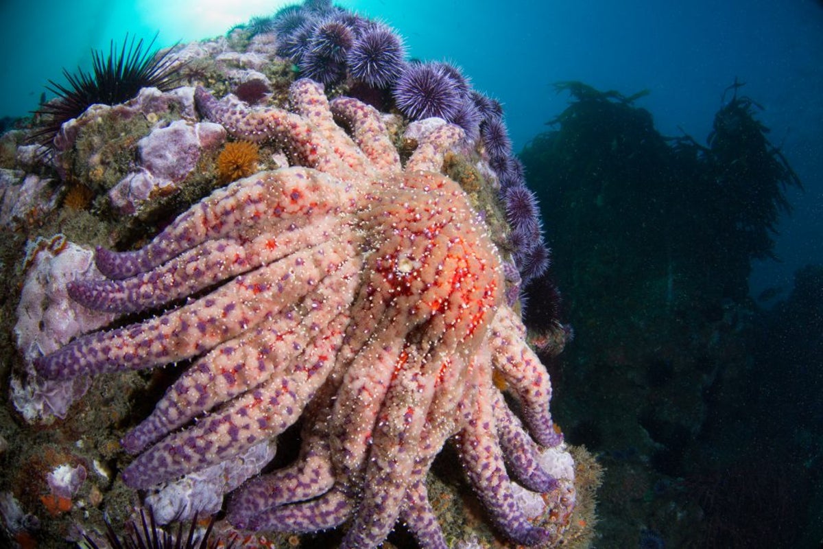 Once thought extinct ocean species is found off the coast of California