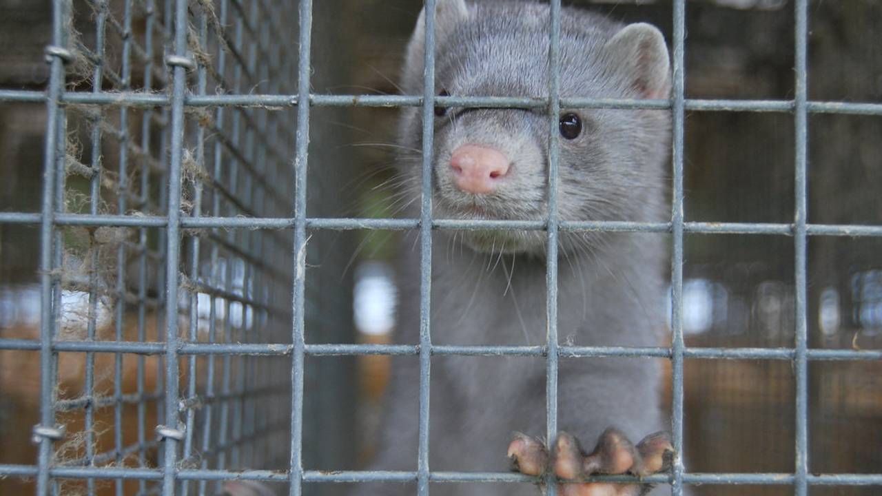 Nertsenfokkers krijgen gelijk: compensatie voor ruimen te laag vastgesteld