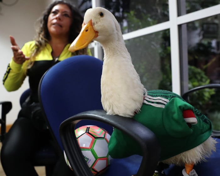 Duck off: World Cup hero Merlín barred from Mexico game due to Fifa’s animal ban