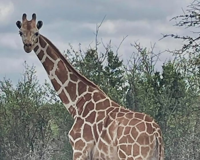 Gracie the giraffe who wandered off in Texas found safe – for real this time