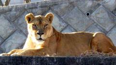 Three lions die in zoo as Japan battles extreme heat