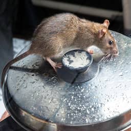 Nooit eerder zoveel horecazaken met spoed gesloten vanwege plaagdieren