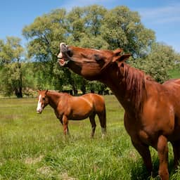 Hinniken van paarden blijkt complex geluid: zingen en fluiten tegelijk
