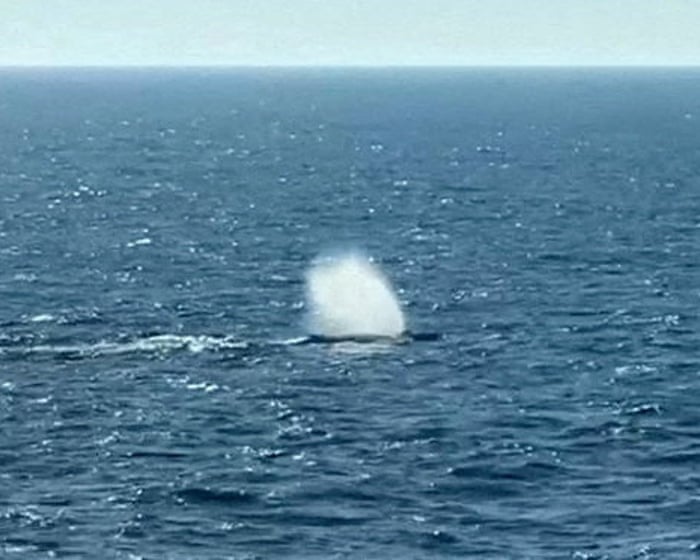 Rescuers release humpback whale that was stranded off German coast
