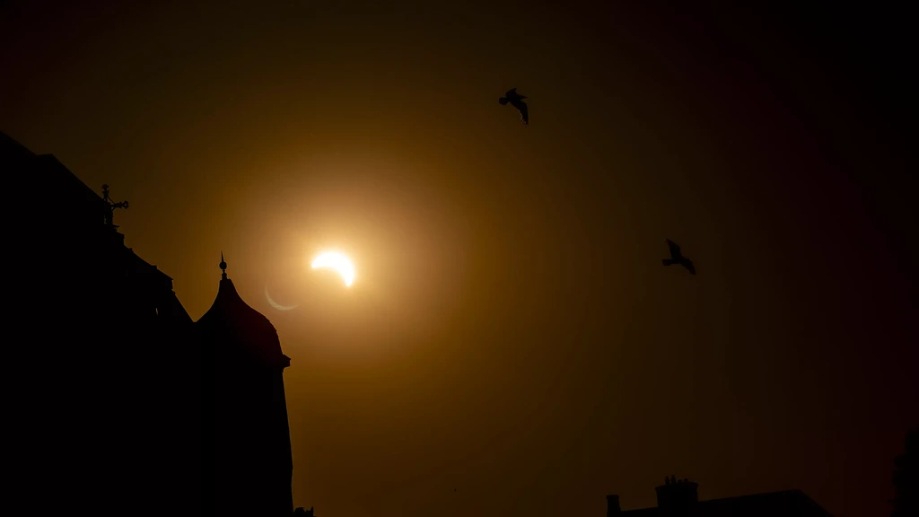 Wat de zonsverduistering deed met vogels: 'De natuur verstilt'