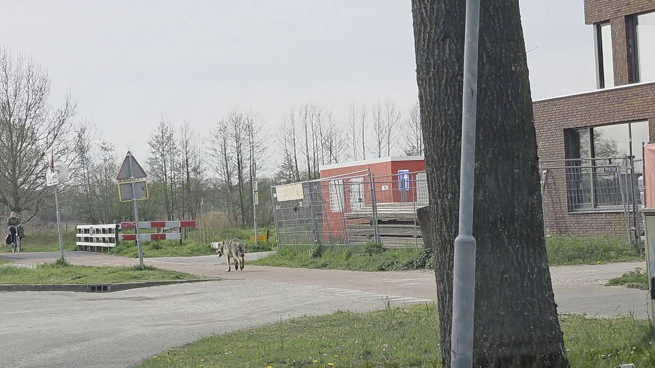 Wolf gespot in Goirle 'Hij leek vermoeid en gewond aan een poot''