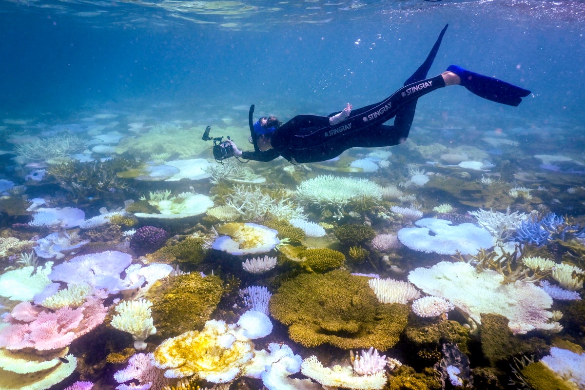 Great Barrier Reef faces mass bleaching and collapse as El Nino builds record strength, scientists warn