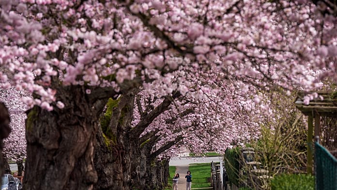 Cherry blossoms bring spring cheer to Munich and northern Italy