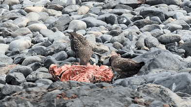 Bird flu: Antarctic storms threaten to dump more dying birds on Australians shores
