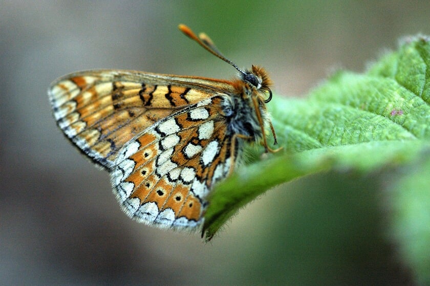 De Nederlandse natuur staat er slecht voor, maar er zijn ook lichtpuntjes