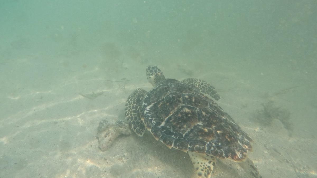 Injured hawksbill turtle nursed back to health, transported 600 km by road, and released in Gulf of Mannar