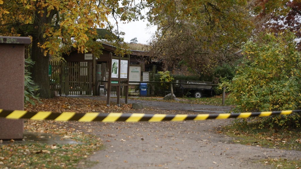 Meisje (8) zwaargewond bij aanval door wolf in Duits dierenpark
