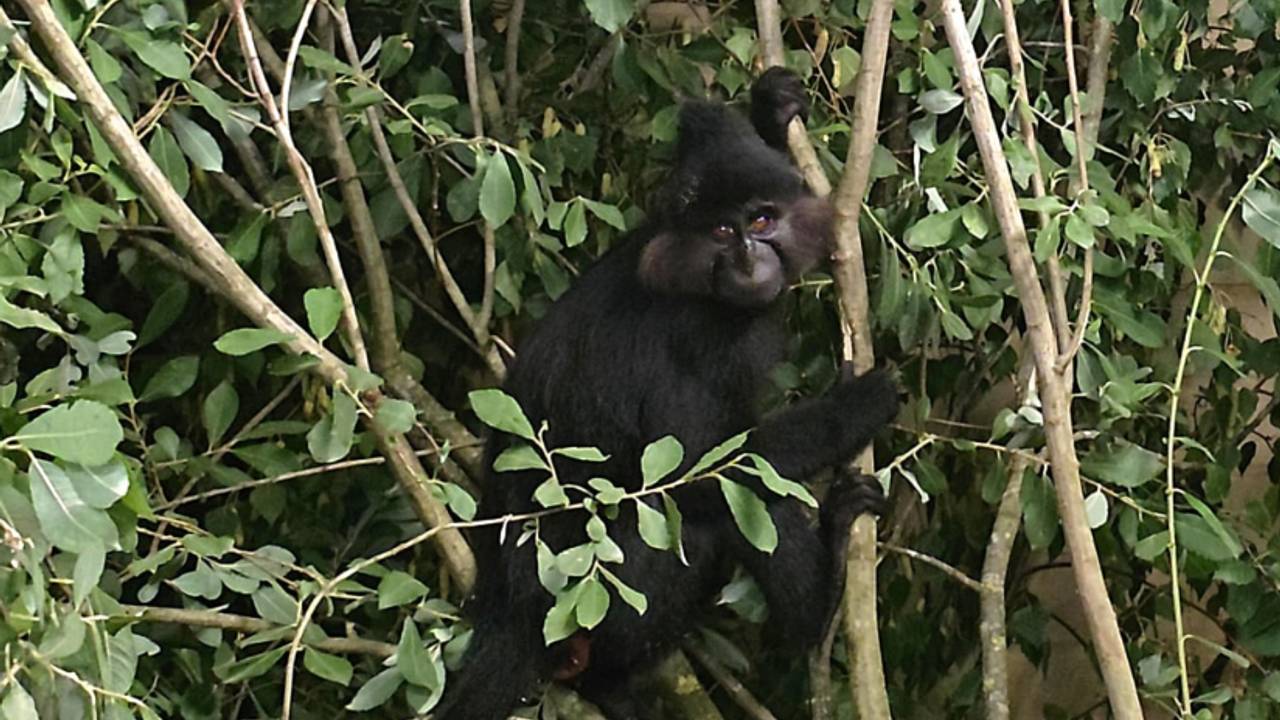Ontsnapte aap uit Beekse Bergen na maand weer gevangen