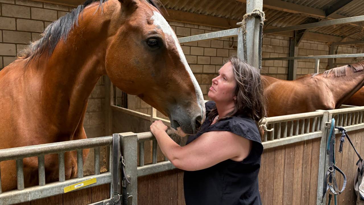 Zo houden deze paarden het hoofd koel