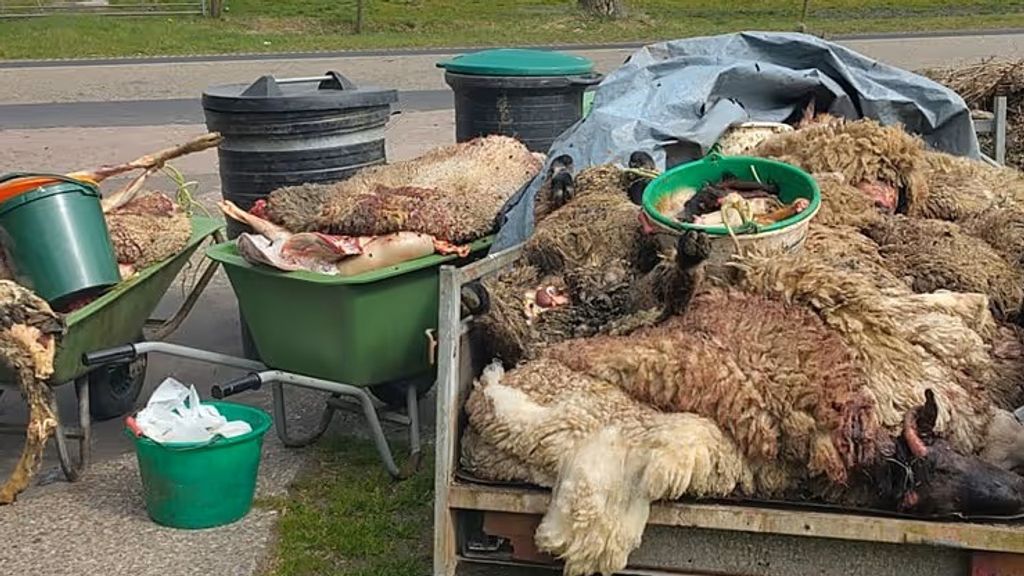 Zeven illegale slachters in Friesland op heterdaad betrapt