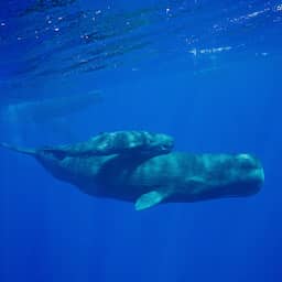 Potvissen helpen moeder bij geboorte van kalf en zorgen voor bescherming