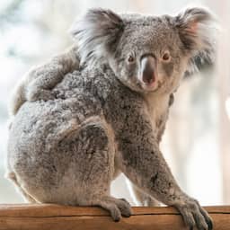 Eerste koalavrouwtje in Nederland overleden in Ouwehands Dierenpark