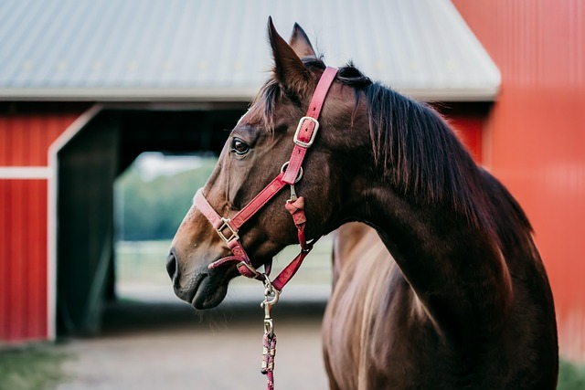 17 horses killed in barn fire at Saratoga Casino Hotel Harness Track
