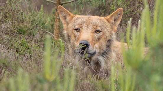 Ramon zag de beruchte Utrechtse wolf twee keer van heel dichtbij