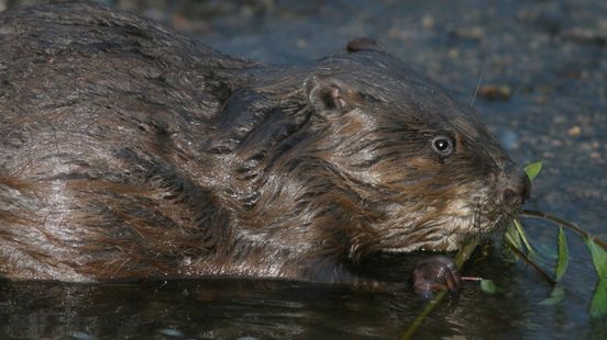 Bever dood na aanrijding bij De Onlanden