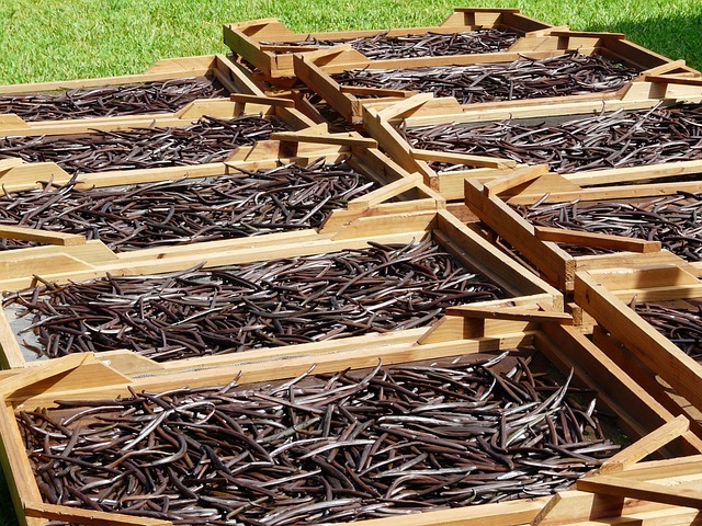How vanilla's history is not so … 'vanilla'