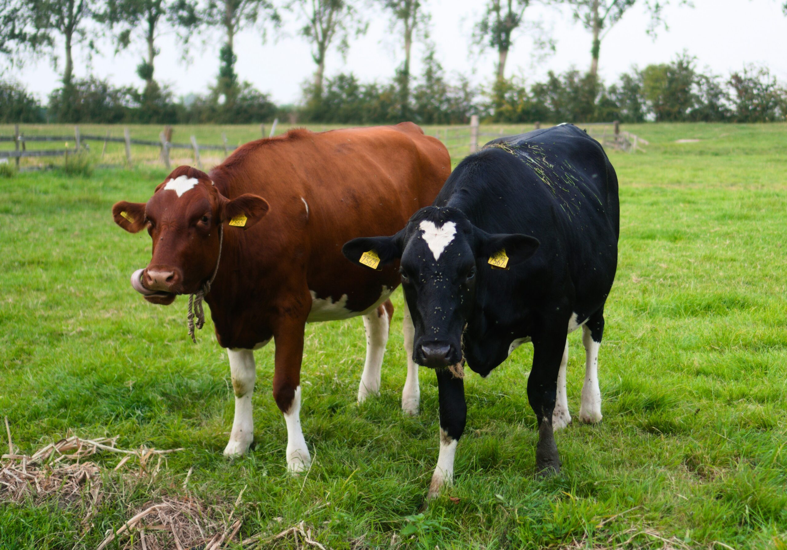 FrieslandCampina investeert 90 miljoen in eiwitproducten