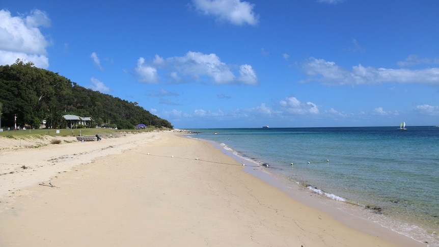 H5 bird flu confirmed in wild seabird found at Moreton Island