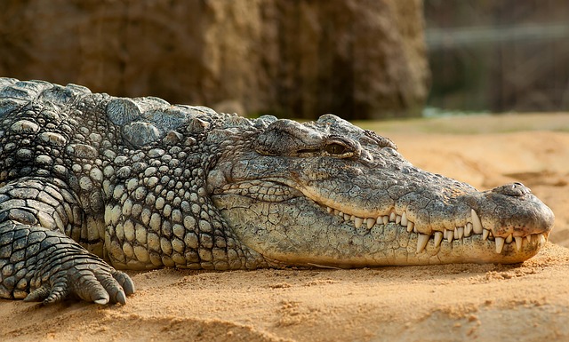UK police release man arrested in crocodile-toddler incident