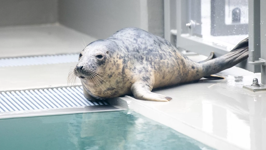 Einde dreigt voor Zeehondencentrum, dure nieuwbouw en tegenvallers nekslag