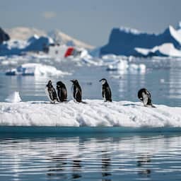 's Werelds grootste pinguïnkolonie lijdt aan 'alarmerende' afname aantal pinguïns