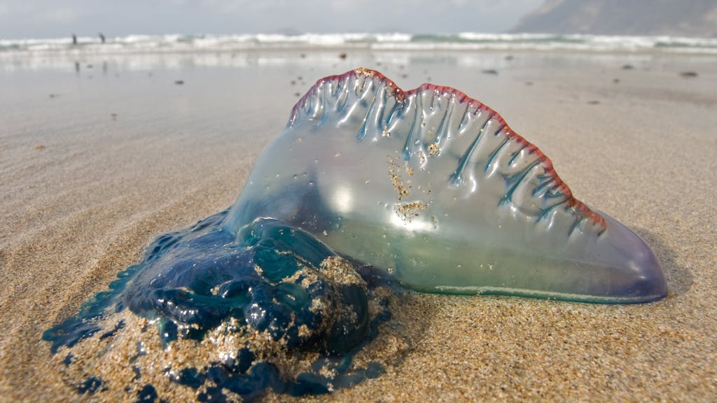 Giftig onderwaterwezen teistert de West-Europese kust