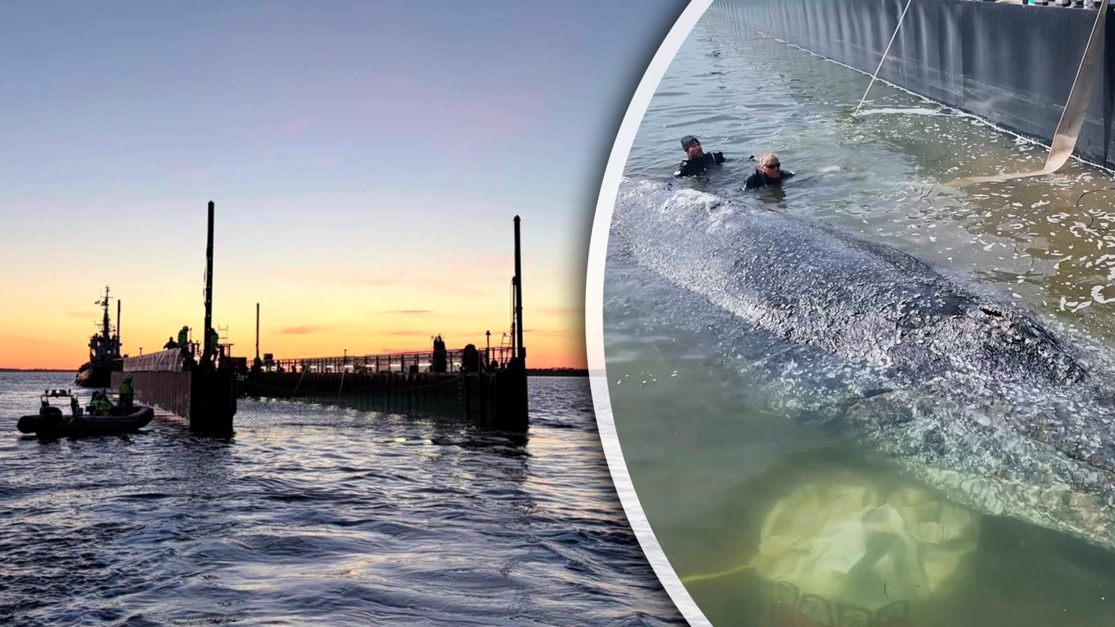 Timmy de bultrug eindelijk op weg naar de Noordzee