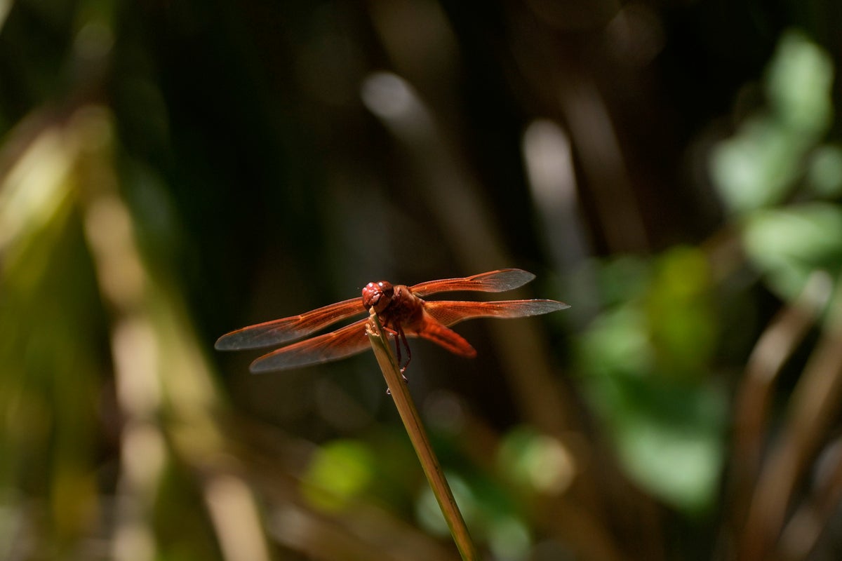 The meaning behind dragonflies as rare swarms spotted in California