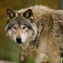 Gelderland trekt toestemming in voor afschieten probleemwolf Hoge Veluwe