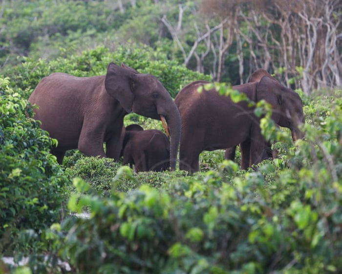 US millionaire big-game hunter dies after being crushed by elephants