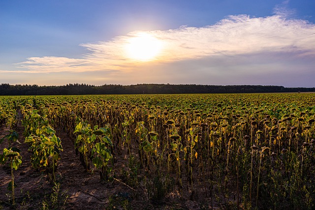 Europe endures its fifth heat wave this summer, 50% of continent in a drought